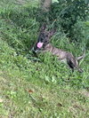 Justice - Photo 2