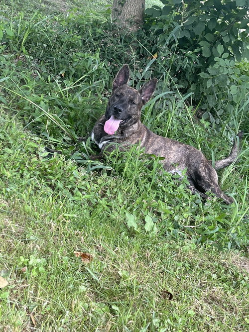 JUSTICE - Shepherd available for adoption