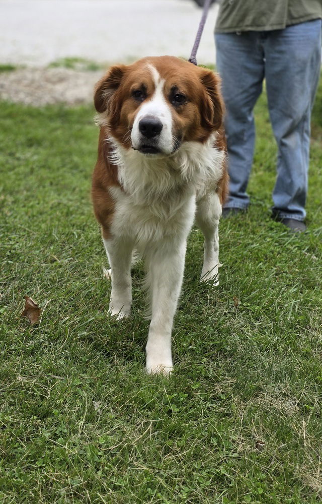 adoptable Dog in Osgood, IN named Bruno