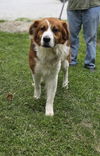 adoptable Dog in Osgood, IN named Bruno
