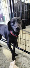 adoptable Dog in Osgood, IN named Bella