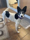 adoptable Dog in  named Roxi