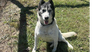 Roxi - Photo 1