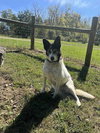 Roxi - Photo 2
