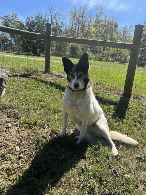 ROXI - Border Collie / Australian Shepherd available for adoption