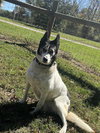 Roxi - Photo 3