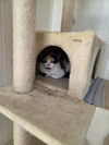 adoptable Cat in osgood, IN named Rosie Cat