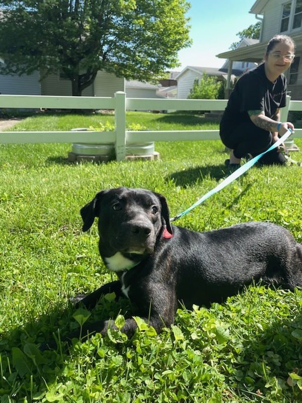 adoptable Dog in Osgood, IN named Brothers : Kilo