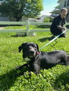 adoptable Dog in Osgood, IN named Brothers : Kilo