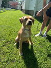 adoptable Dog in Osgood, IN named Brothers : Hank