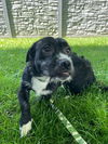 adoptable Dog in Osgood, IN named Brothers : Jax