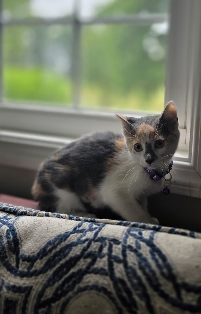 adoptable Cat in Osgood, IN named Kitty Shines : Star Bright