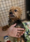 adoptable Dog in osgood, IN named Teddy