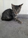 adoptable Cat in osgood, IN named Season Kitties : Fall