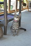 Season Kitties : Fall - Photo 1