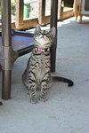 Season Kitties : Fall - Photo 2