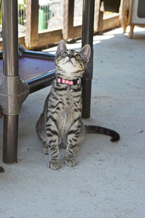 SEASON KITTIES : FALL - Domestic Short Hair available for adoption