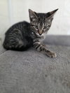Season Kitties : Fall - Photo 3