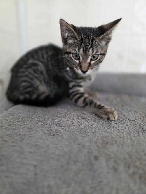 Season Kitties photo 3