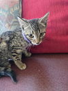 adoptable Cat in osgood, IN named Season Kitties : Summer