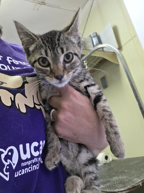 SEASON KITTIES : SUMMER - Domestic Short Hair available for adoption