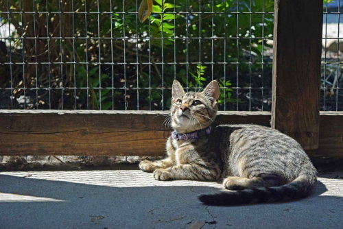 Season Kitties photo 3
