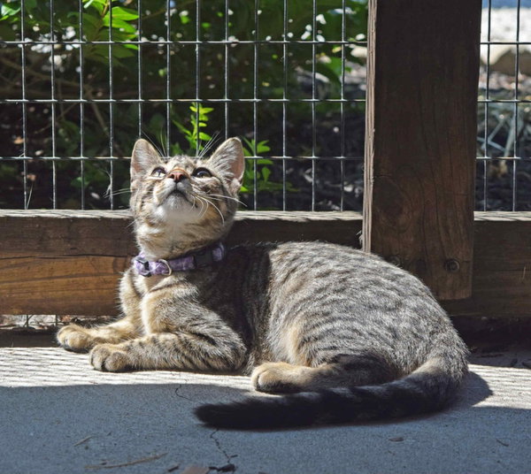 Season Kitties : Summer