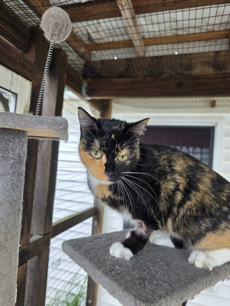 adoptable Cat in Osgood, IN named Patches Kitty