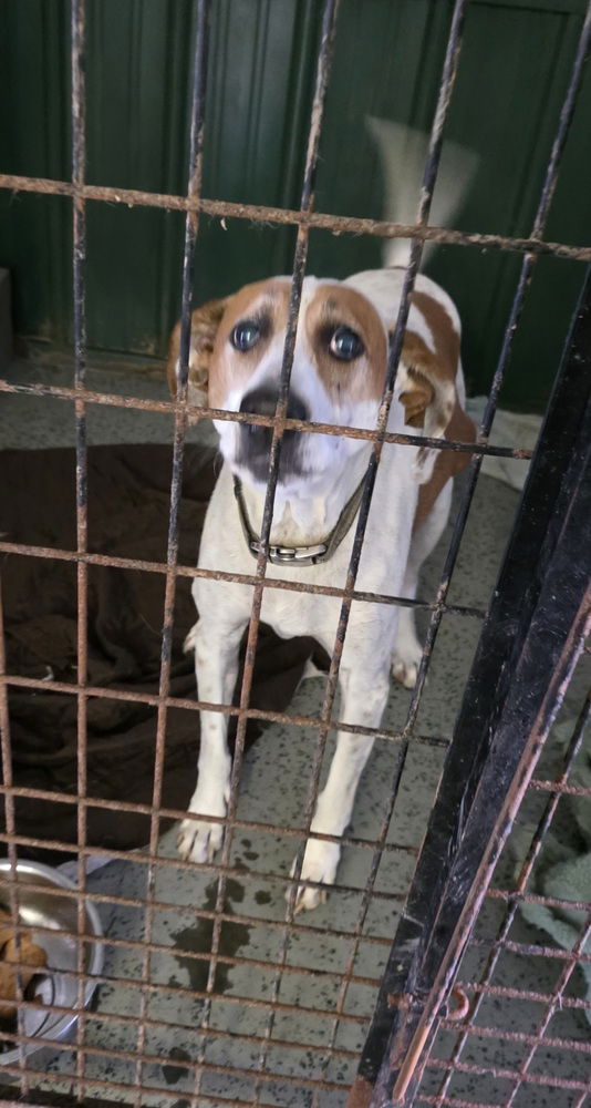 adoptable Dog in Osgood, IN named Daisy