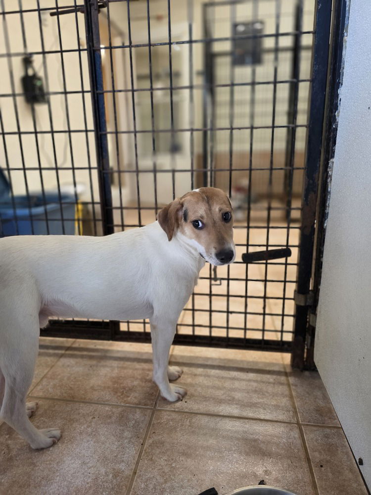 adoptable Dog in Osgood, IN named Ross