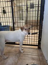 adoptable Dog in osgood, IN named Ross