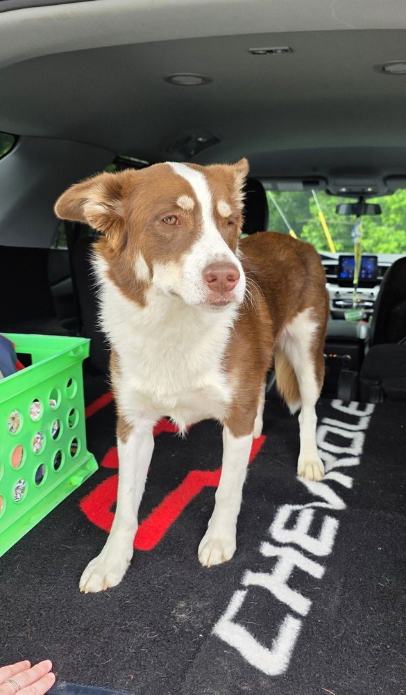 adoptable Dog in Osgood, IN named Millie