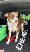 adoptable Dog in  named Millie