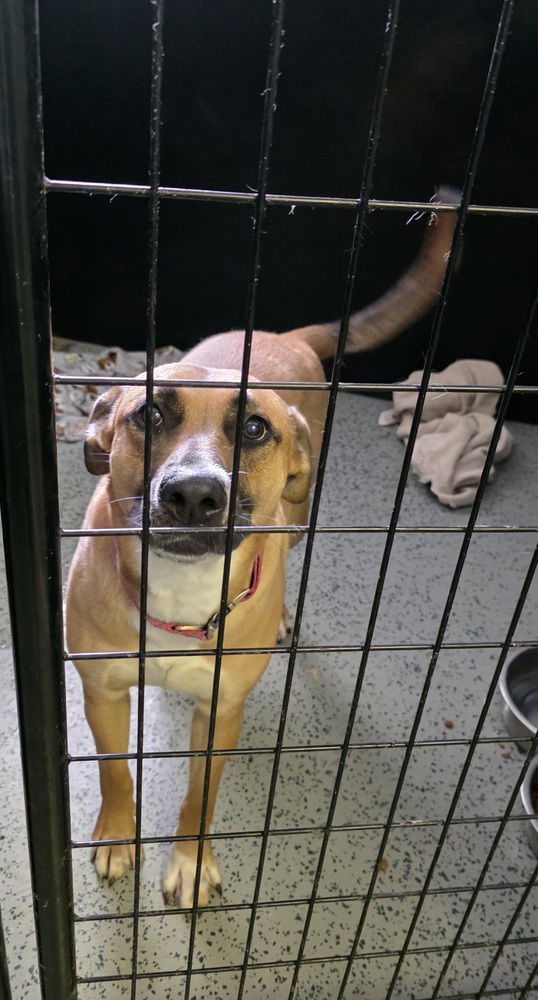 adoptable Dog in Osgood, IN named Rosie