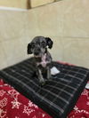 adoptable Dog in  named Bob