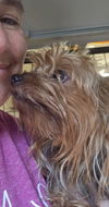 adoptable Dog in  named Molly