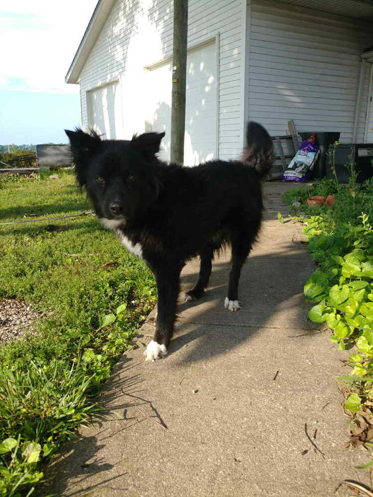 adoptable Dog in Osgood, IN named Beth