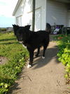 adoptable Dog in  named Beth