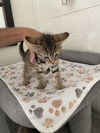 adoptable Cat in Osgood, IN named Cereal Kitties : Cheerios