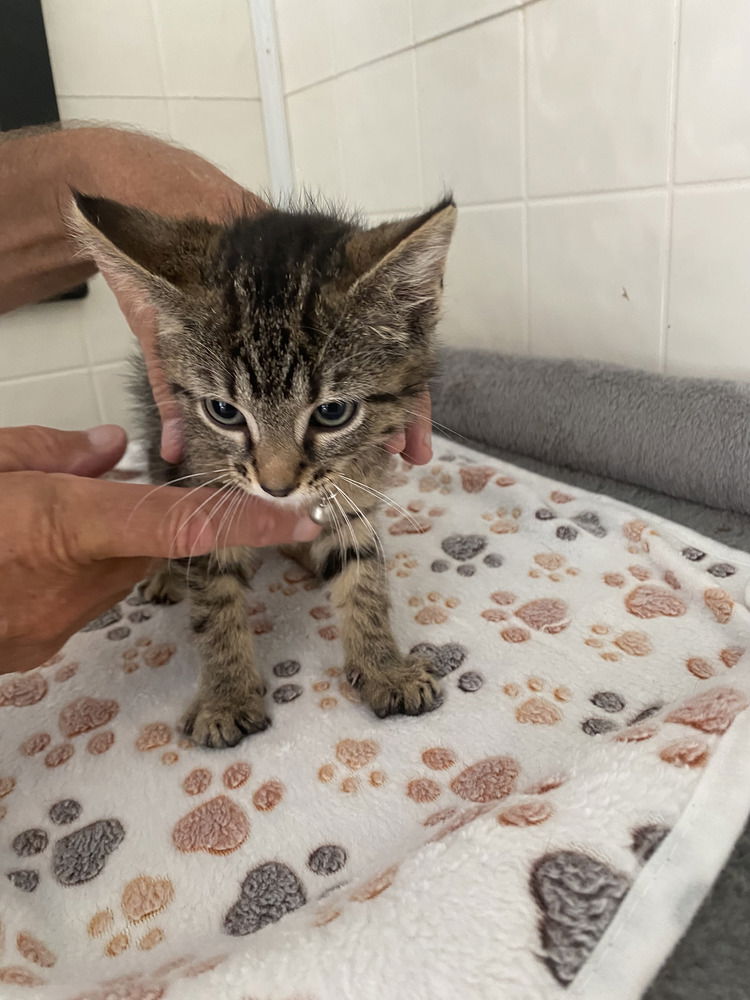 adoptable Cat in Osgood, IN named Cereal Kitties : Trix