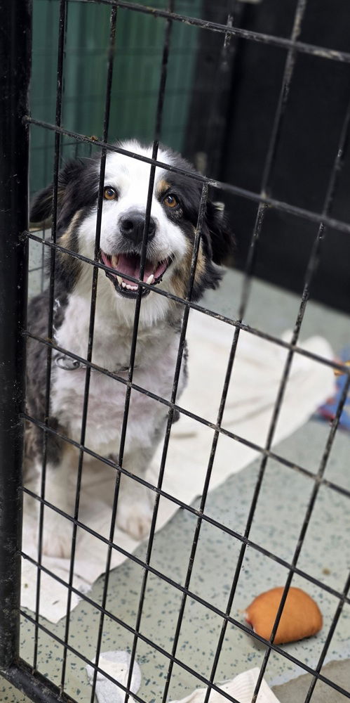 adoptable Dog in Osgood, IN named Rudy