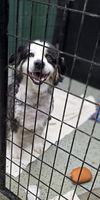 adoptable Dog in  named Rudy