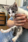 adoptable Cat in , IN named CandyCats : Heath