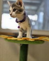 adoptable Cat in , IN named CandyCats : Snickers