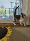 adoptable Cat in , IN named CandyCats : Twix