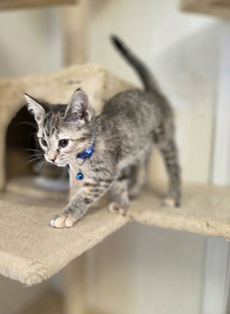 adoptable Cat in Osgood, IN named CandyCats : Butterfinger