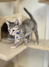 adoptable Cat in , IN named CandyCats : Butterfinger