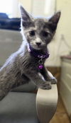 adoptable Cat in , IN named CandyCats : Milky Way