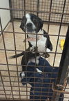adoptable Dog in ,  named Rosie Three