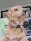 adoptable Dog in ,  named Remi
